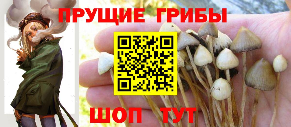 Топки  Псилоцибиновые грибы GOLDEN TEACHER  цены наркотик  Вход с VPN 